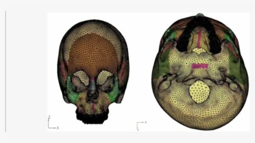 Drosophila Melanogaster, HD Png Download, Free Download