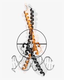 Targeting Myc-highres, HD Png Download, Free Download