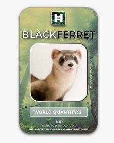 Black-footed Ferret, HD Png Download, Free Download