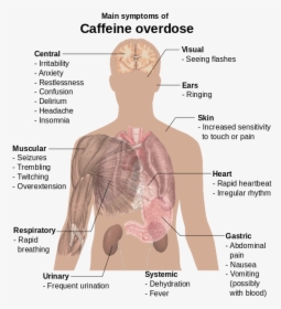 Main Symptoms Of Caffeine Overdose, HD Png Download, Free Download