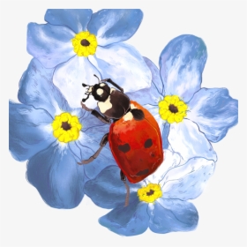 Lady Beetle , Png Download - Forget-me-not, Transparent Png, Free Download