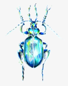 Drawing Insects Ground Beetle - Leaf Beetle, HD Png Download, Free Download