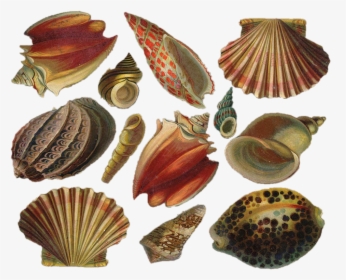 Baltic Clam, HD Png Download, Free Download