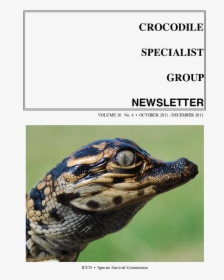 Crocodile, HD Png Download, Free Download