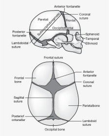 Diagram, HD Png Download, Free Download