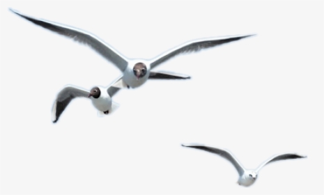 Laughing Gull, HD Png Download, Free Download