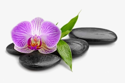 Natalia - Moth Orchid, HD Png Download, Free Download