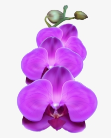 Orchid Transparent Purple - Purple Orchid Transparent Background, HD Png Download, Free Download
