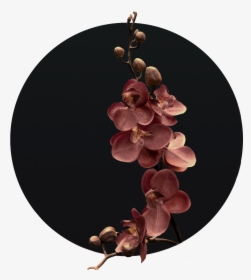 Grape, HD Png Download, Free Download