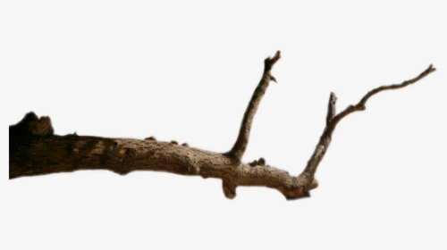 #branche #arbre - Photograph, HD Png Download, Free Download