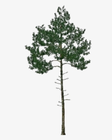3d Trees - Black Pine - Acca Software - Pinus Nigra Png, Transparent Png, Free Download