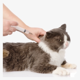 Dog Vaccination Png, Transparent Png, Free Download