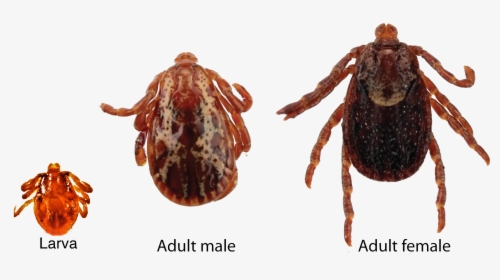 Tick, HD Png Download, Free Download