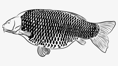 Carp Fish Pond Free Photo - Kreslený Kapor, HD Png Download, Free Download