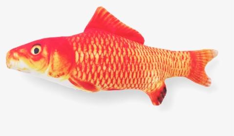 Goldfish, HD Png Download, Free Download