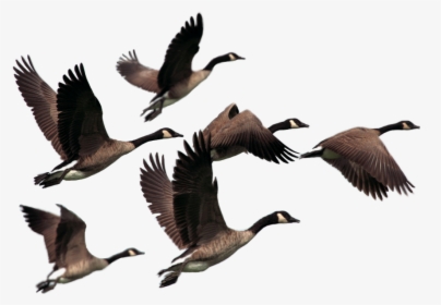 Wild Geese, HD Png Download, Free Download