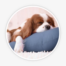 Getting A Puppy - Hope You Have Good Weekend, HD Png Download, Free Download