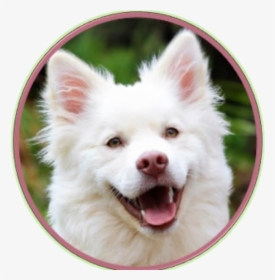 Happy Doggy Happy Me - Dog, HD Png Download, Free Download