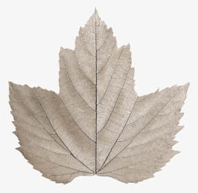 Maple Leaf , Png Download - Maple Leaf, Transparent Png, Free Download