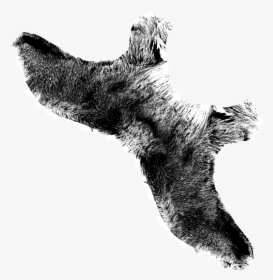Grizzly Bear, HD Png Download, Free Download