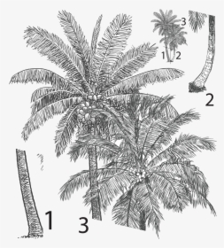 Diagram Of Coconut Tree, HD Png Download, Free Download