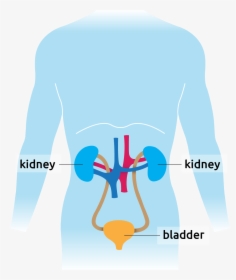 Human Diagram Showing Kidney And Bladder - Graphic Design, HD Png Download, Free Download