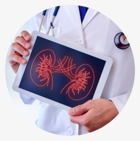 A Doctor Holding A Photo Of Kidneys - Kidney Outcomes, HD Png Download, Free Download