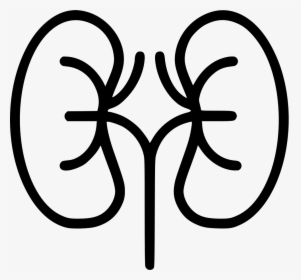Kidneys - Kidneys Black And White, HD Png Download, Free Download