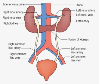 Diagram, HD Png Download, Free Download