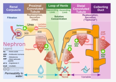 Nephron Diagram, HD Png Download, Free Download