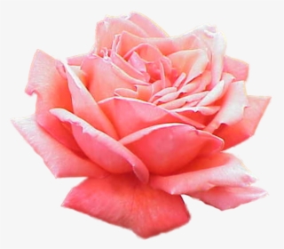 Pink Rose No Background, HD Png Download, Free Download