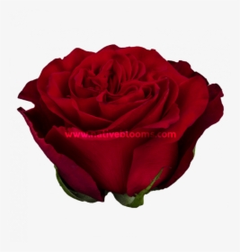 Hearts Roses - Floribunda, HD Png Download, Free Download