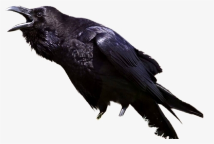 ##crow #ravin #bird #trench #rockstar #rock #angry - Game Of Thrones Corn, HD Png Download, Free Download