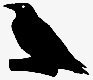 Crow On Branch - Corvo Halloween, HD Png Download, Free Download