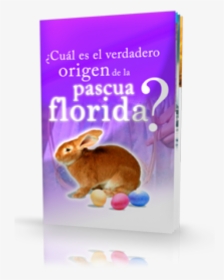 ¿cuál Es El Verdadero Origen De La Pascua Florida - Domestic Rabbit, HD Png Download, Free Download