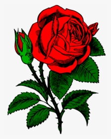 Vector Bouquet Rose Illustration - Iphone 7 Cases Roses, HD Png Download, Free Download