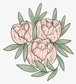 Common Peony, HD Png Download, Free Download