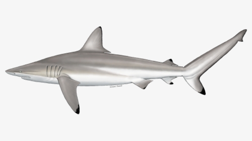 Spinner Shark, HD Png Download, Free Download