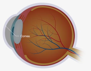 Diagram Of The Eye And Cornea - Circle, HD Png Download, Free Download