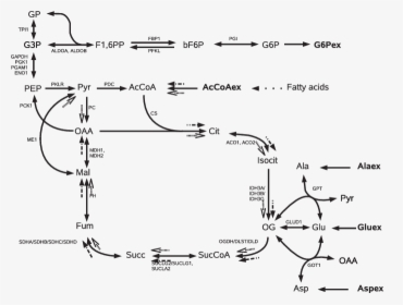 Glycolysis Gluconeogenesis Krebs, HD Png Download, Free Download