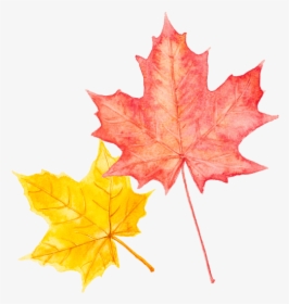 Maple Leaf, HD Png Download, Free Download