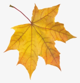 Autumn Leaves Png, Transparent Png, Free Download