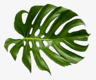 Cheese Plant Leaf Tropics Leaves Tropical Palm Clipart - Tropical Palm Leaf Png, Transparent Png, Free Download