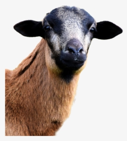 Sheep, HD Png Download, Free Download