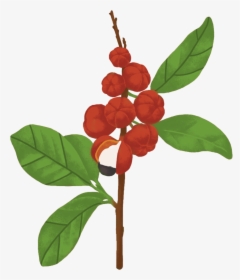 Lingonberry, HD Png Download, Free Download