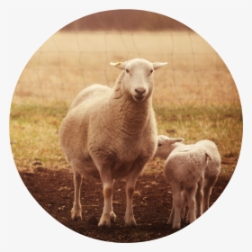 Sheep Head Png, Transparent Png, Free Download