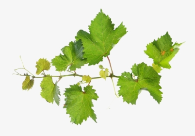 Transparent Free Clipart Grapes And Vines - Grape Vine Leaves Png, Png Download, Free Download