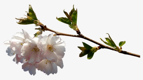 Primavera Ramo En Flor - Flower Branch Png, Transparent Png, Free Download