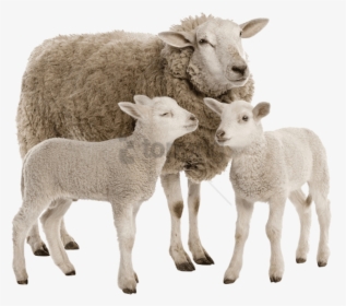 Family,goats,fawn - Carneiro Png, Transparent Png, Free Download