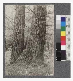 Secondgrowth Redwood Yield Study - Tree, HD Png Download, Free Download